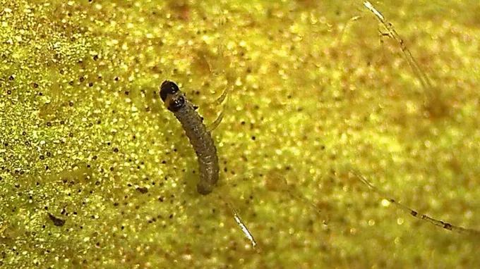 South American tomato pinworm eats a goo from a tomato plant