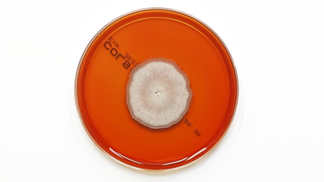 A growing colony of fungi forms an irregular white blob in the center of an orange colored growth medium in a petri dish. That fungi may be no match for a newfound bacterial compound called Mandimycin that holds promise as an antifungal drug.