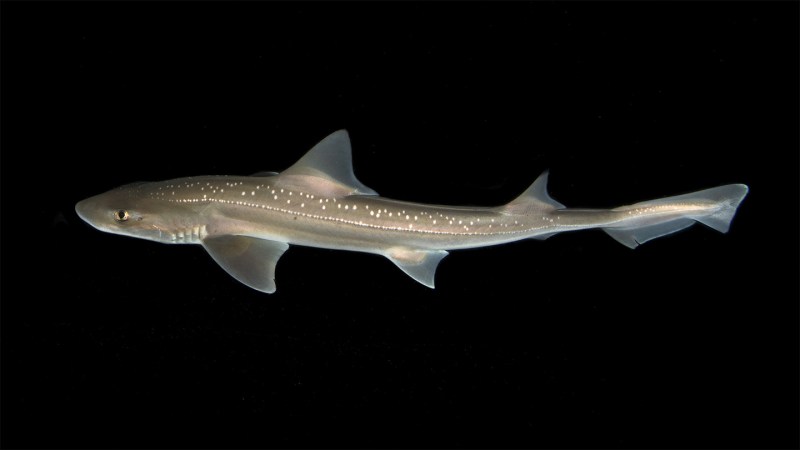 Is that shark ticking? In a first, a shark is recorded making noise