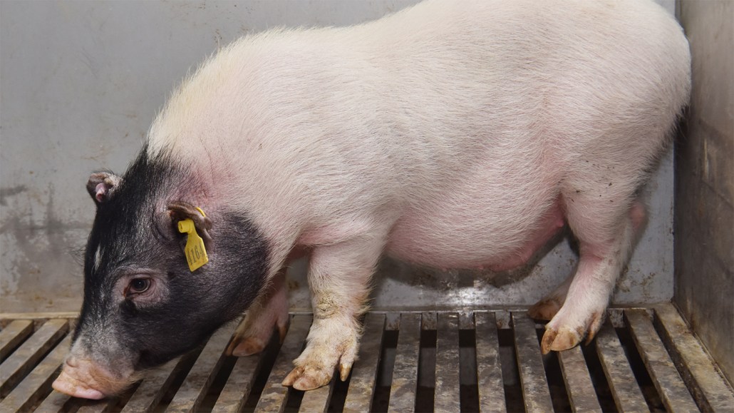 This pink and black miniature pig donated its liver to a brain-dead person for a pig-to-human transplant.
