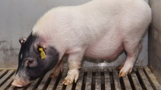 This pink and black miniature pig donated its liver to a brain-dead person for a pig-to-human transplant.