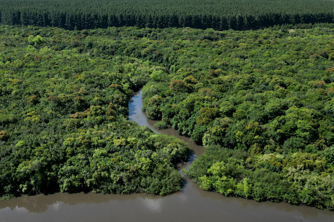 A photograph showing an aerial view of green native forest net to the brown Yi River in Uruguay with a eucalyptus plantation in the background
