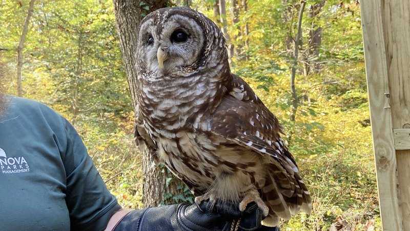 A mottled brown and white owl -- a modern dinosaur -- perches on the glove of a handler. Dense foliage is visible in the background