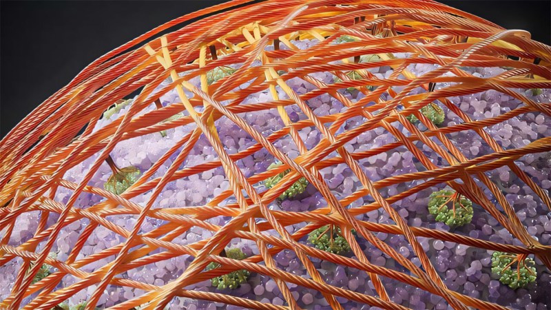 Fibers of cellulose (illustrated in brown) clump together as a cell wall is being rebuilt