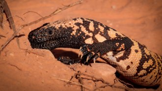 A Gila monster scurries over rocks in the Mojave Desert.