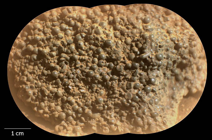 Close-up of a rock covered in small dark round spheres