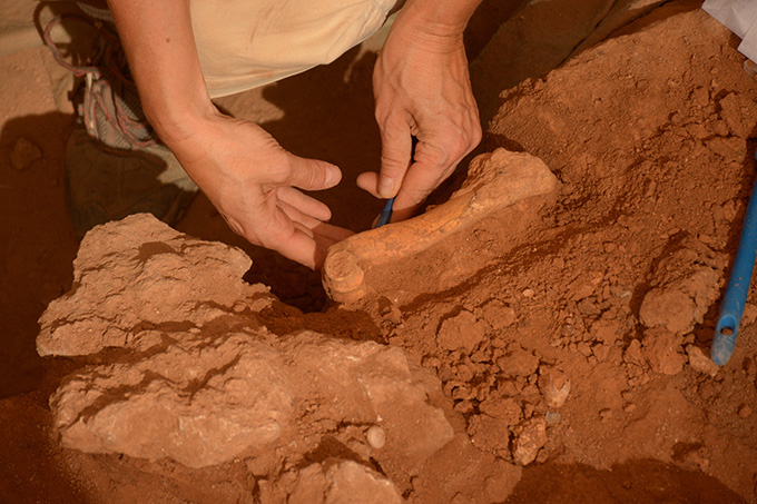 An archaeologist's hands work to uncover a red deer bone from reddish soil.