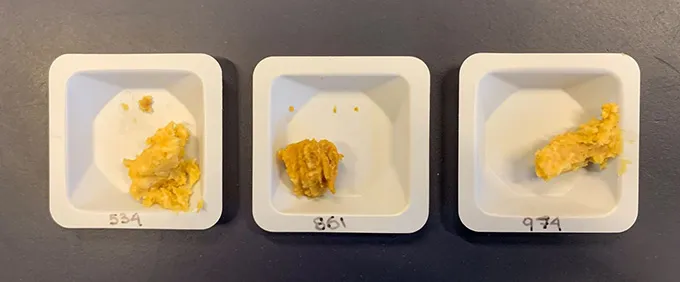 Three square white dishes each with a scoop of yellow miso paste.