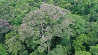 A Dipteryx oleifera tree stand above the forest. It benefits from lightning strikes, new research suggests.