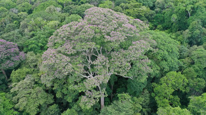 A Dipteryx oleifera tree stand above the forest. It benefits from lightning strikes, new research suggests.