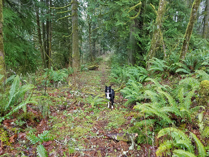 A black and white dog stands in the middle of a lush green forest, which may also be harboring many ticks.