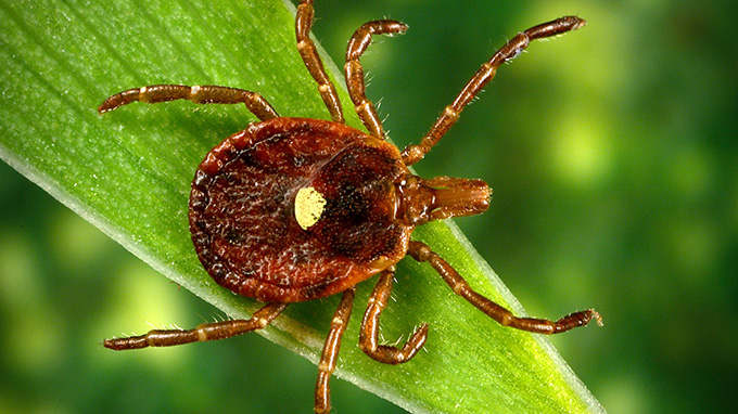 A lone star tick rests on a green leaf. It has a squashed reddish brown body with a yellow dot on its back