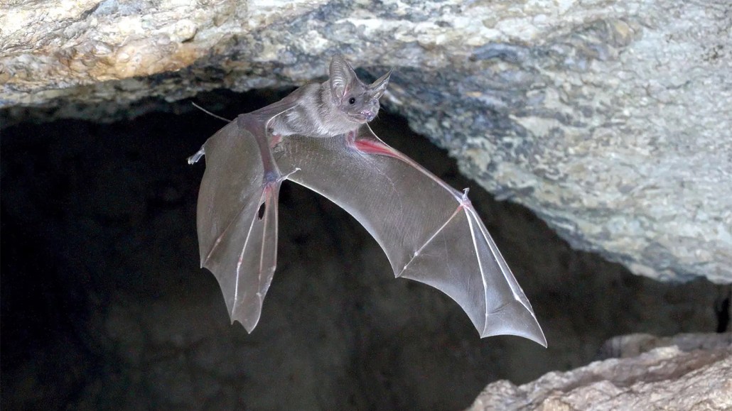 A bat flies in a cave very close to a rocky ceiling.