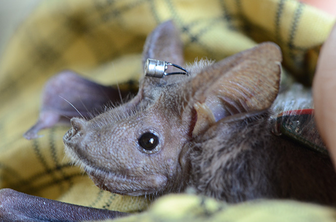 In this closeup of a bat being gently held in a yellow cloth, you can see a little silver cylinder attached to two wires on its head.