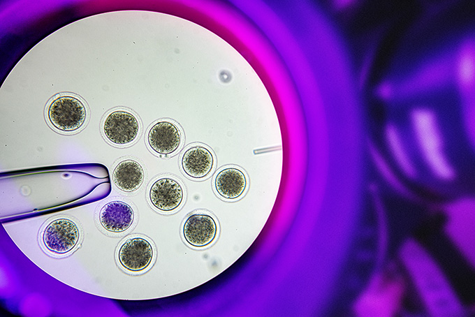Viewing part of the cloning process under a microscope, with a purple background.
