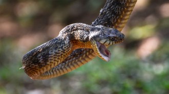 A snake called a puff adder hangs from it's tail with it's mouth open