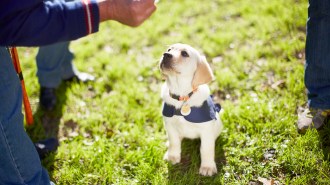 A yellow lab puppy looks up at a trainer.