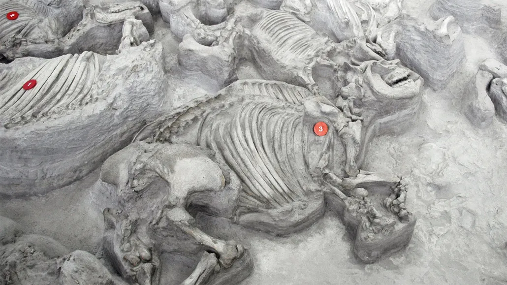 A fossilized ancient rhino lays embedded in the ground at the Ashfall research site, surrounded by other fossils