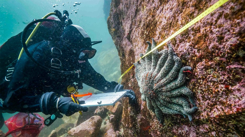 A diver examines a sunflower shaped sea star on a rock.