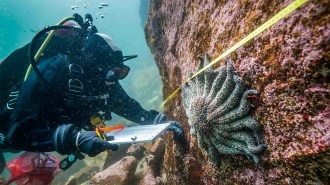 A diver examines a sunflower shaped sea star on a rock.