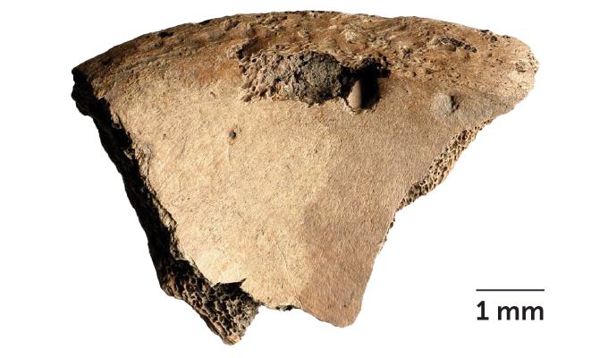 A bone fragment with deep teeth marks in it