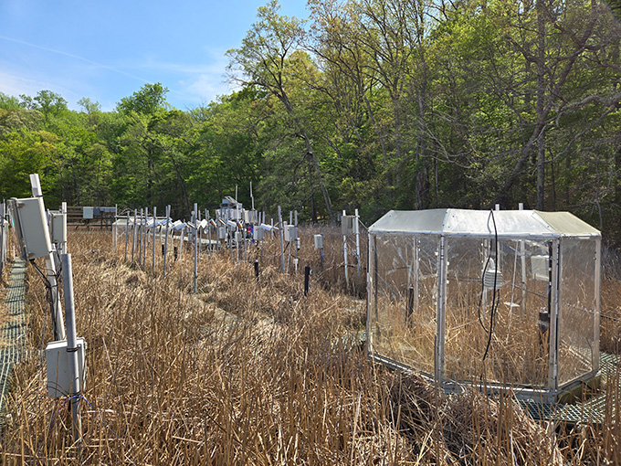 A photograph of a field study of wetland methane at the Smithsonian Environmental Research Center in Maryland.