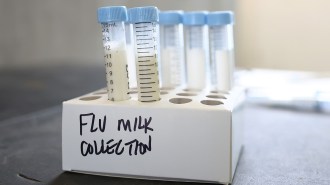 15 milliliter plastic vials with light blue screw tops partially filled with milk stand in a cardboard containers. On the side in black marker is written Flu Milk Collection. These samples are waiting to be tested for H5N1 bird flu in dairy cattle.