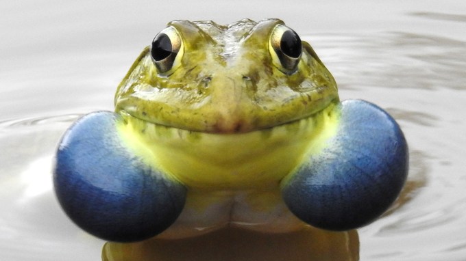 A picture of a male Indian bullfrog with blue vocal sacs puffed out on either side of the frogs neck