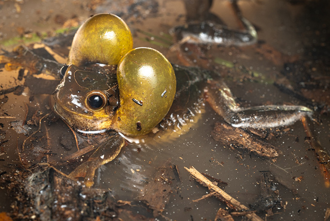 A paired head-side sacs balloon out as a male Surinam goldeneye tree frog