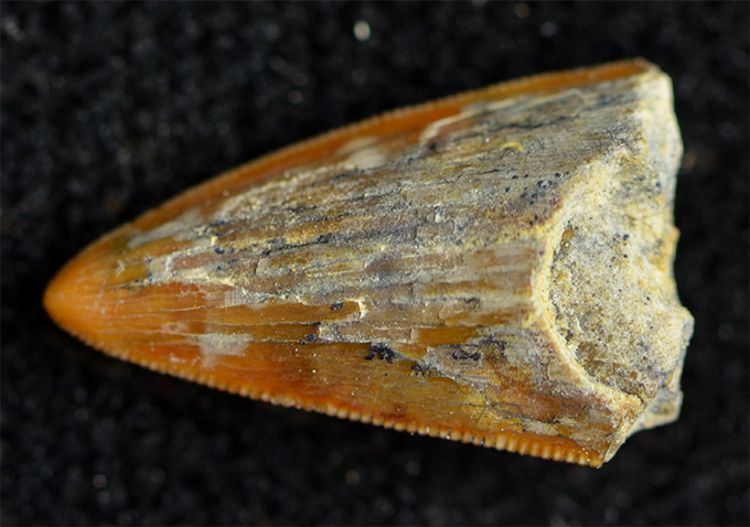 A serrated tooth from an ancient crocodile relative called a sebecid is seen against a back background, making its jagged edges stand out.