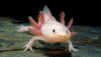 An image of an axolotl looking at the camera