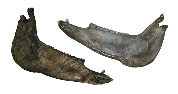 Two views of a canine jaw.