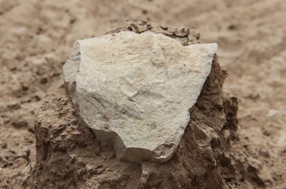 A pale stone against a brown dirt background.