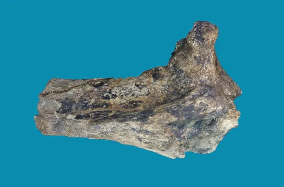 A bone against a blue background.