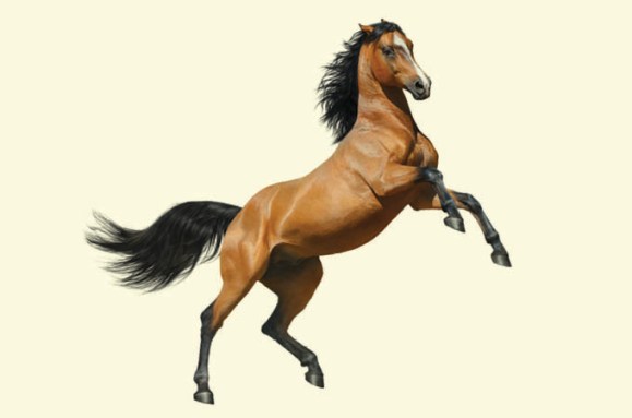 A horse with its front legs raised against a light-yellow background.