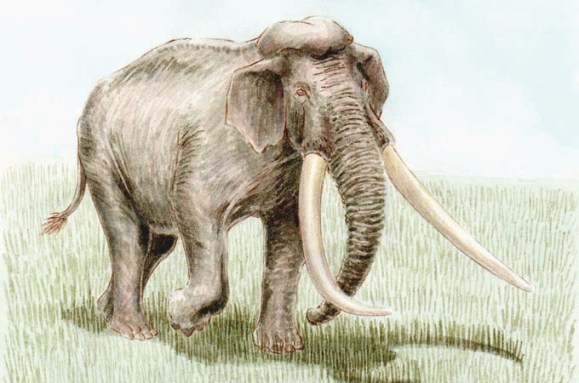 A drawing of an elephant.