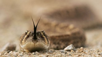 A photo of a rattlesnake with its tongue flicking