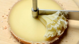 A utensil called a girolle with a wheel of cheese, likely tête de moine, with the post of the girolle going through its center and a blade that rotates around the post, which has scraped off a frilly rosette