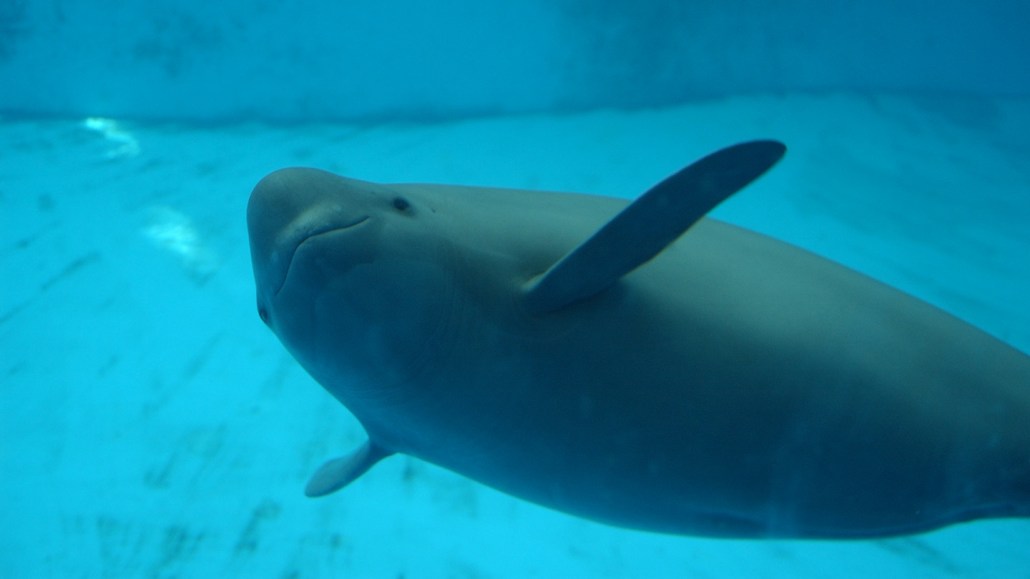 A Yangtze finless porpoise looking towards the camera through the glass in a dolphinarium at the Chinese Academy of Sciences.