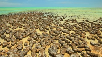 hundreds of mound-shaped stromatolites in shallow water