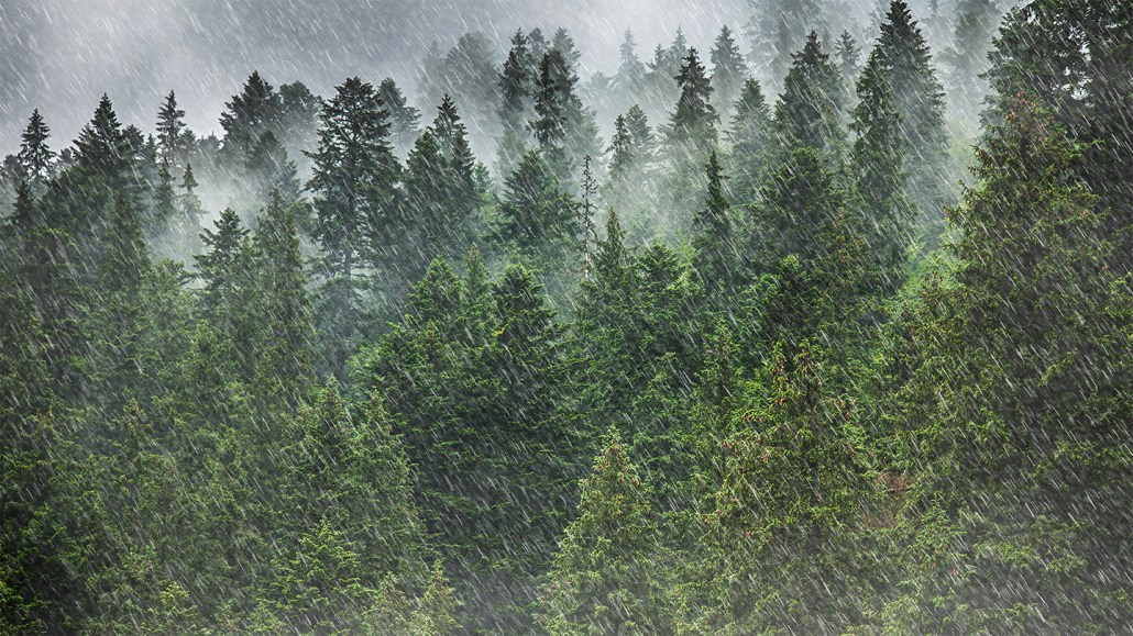 mist rises from a forest