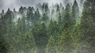 mist rises from a forest