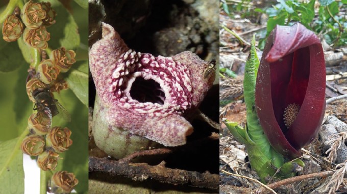 Three stinky plant flowers that have independently evolved the ability to make the scent of death and dung are shown. On the left, a fly crawls over the small green bell shaped flowers with brown edges of an evergreen shrub Eurya japonica. In the center a large barrel shaped maw of Asarum simile has three large petal-like arm with a red and white ring resembling rows of teeth surrounding a central hole. On the right is Symplocarpus renifolius with a green shoot and a huge red leaf that flops over at the tip and curves to create a cavern from which peeks a spiky, egg-shaped structure.
