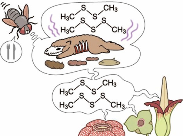 A cartoon of a fly in the upper left corner with a speech bubble showing a fork and knife and a thought bubble showing a rotting animal carcass and animal scat with stink lines and the chemical structure of dimethyl disulfide over it. Three plants that have evolved the ability to make dimethyl disulfide are shown emitting the gut-churning chemical.