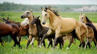 an image of wild horses