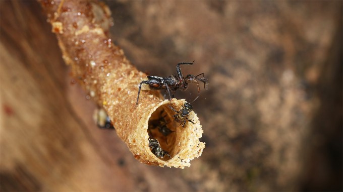 A spiderlike assassin bug holds a just-caught bee as it perches at the top of a waxy tube that functions as an entrance to a beehive. A handful of small bees climb in and around it.