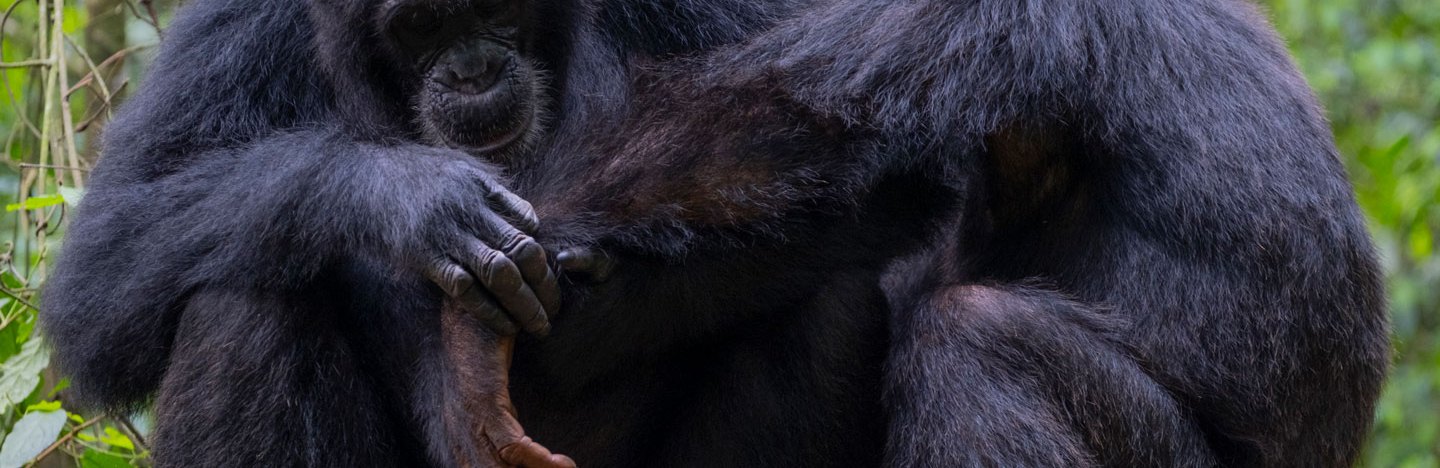 An image of two chimps with one taking care of another's arm injury