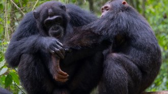 An image of two chimps with one taking care of another's arm injury