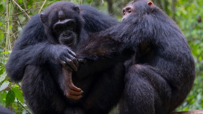 An image of two chimps with one taking care of another's arm injury