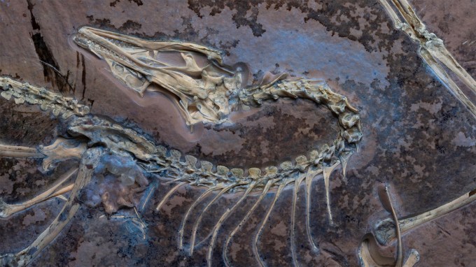 An image of the Archaeopteryx fossil under ultraviolet light.